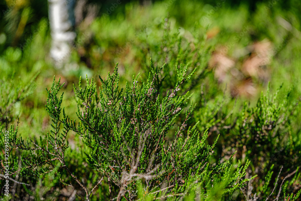 grass and leaf texture in summer green nature grass and leaf texture in summer green nature