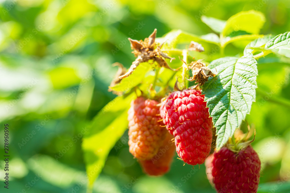 ripe raspberry growing on a bush ripe raspberry growing on a bush