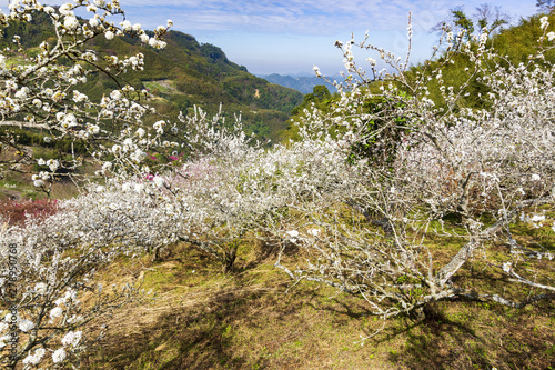 beauty of Taiwan photo