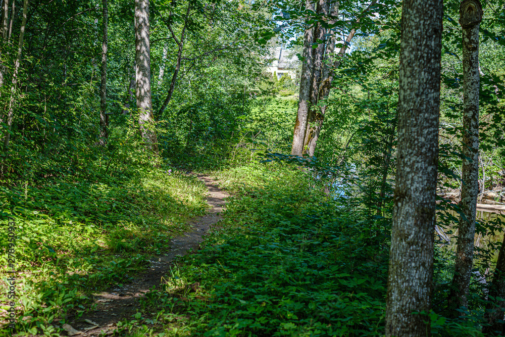 custom made wallpaper toronto digitalnatural tourist trail in forest near small river in the woods
