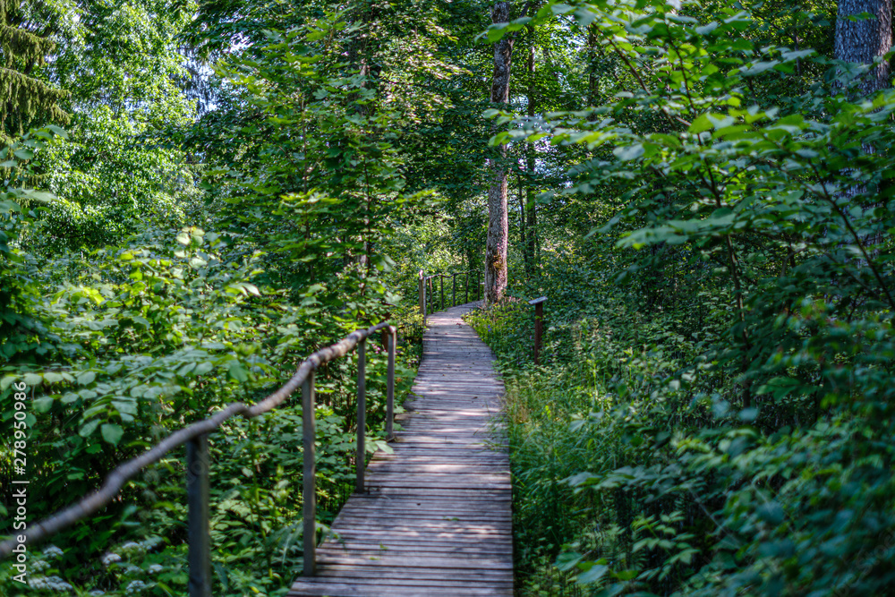 Obraz premium old wooden plank footbridge with stairs in forest
