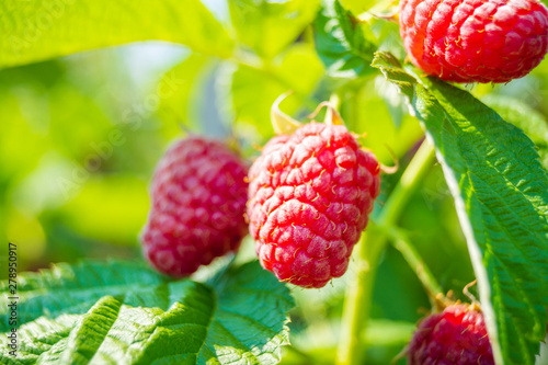 ripe raspberry growing on a bush