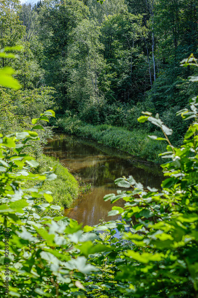 Fototapeta premium natural tourist trail in forest near small river in the woods