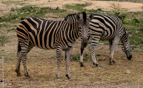 zebra black and white - standing on the ground