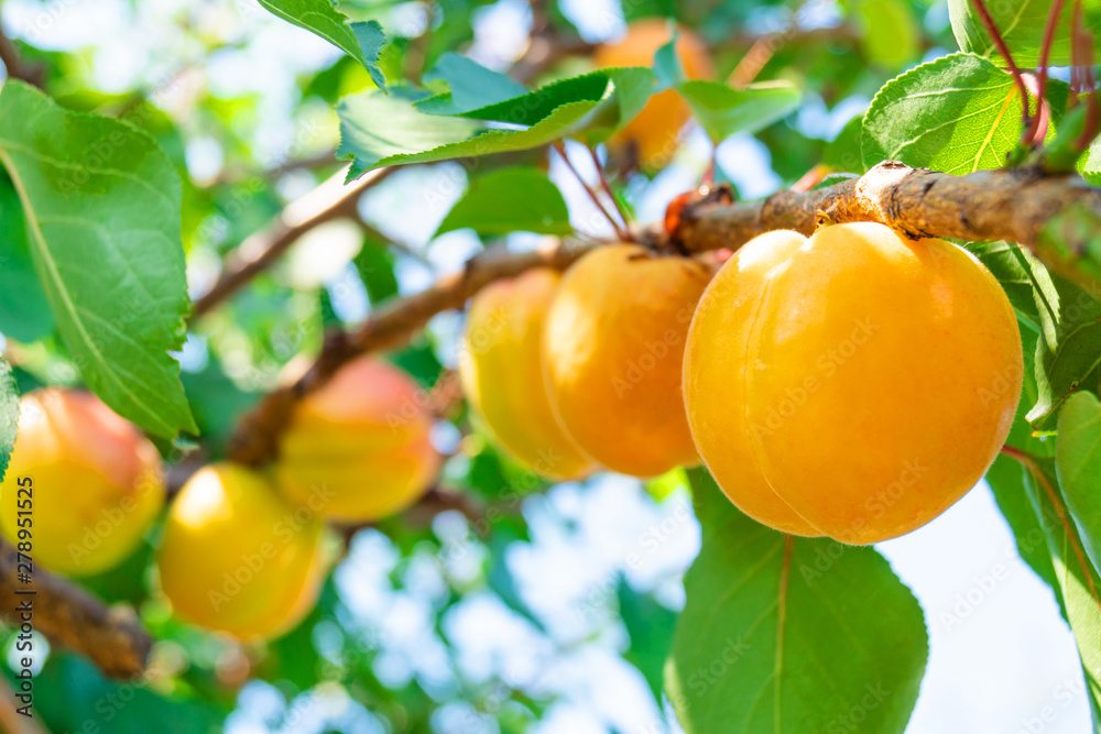 ripe apricots on a branch ripe apricots on a branch