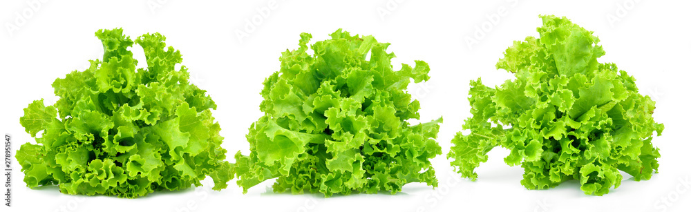fresh green lettuce leaves isolated on white fresh green lettuce leaves isolated on white