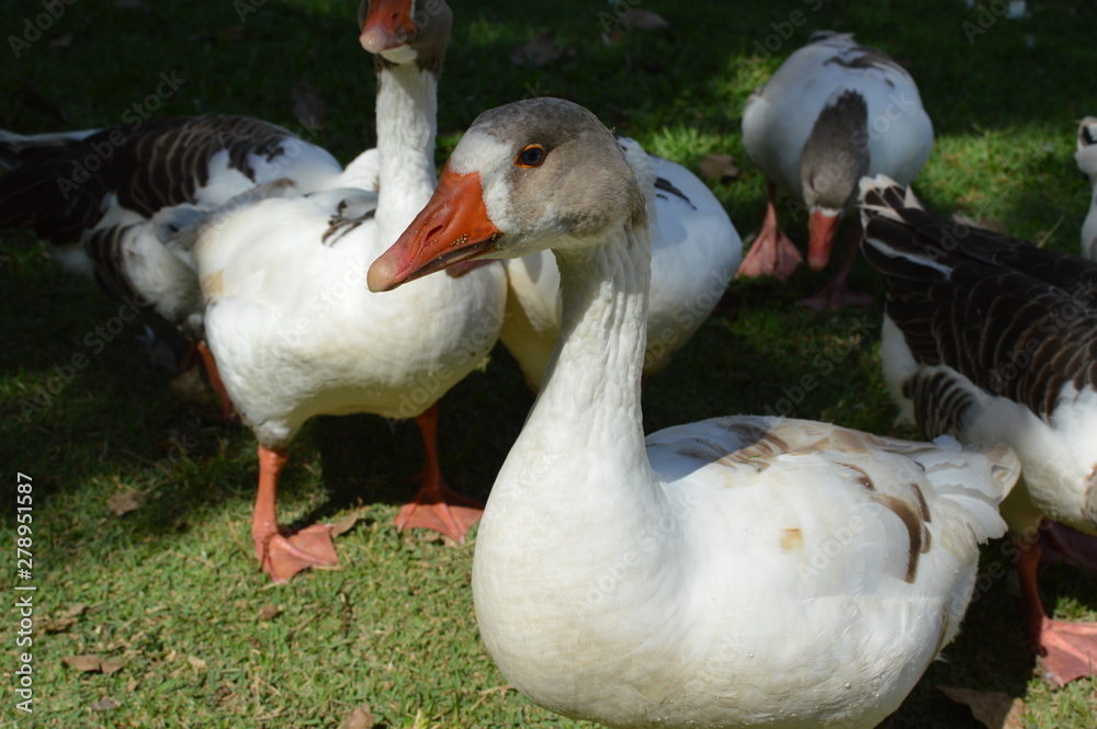 Obraz premium Ganso curioso