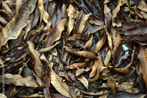 the brown mango leaves on ground and the humid water after raining