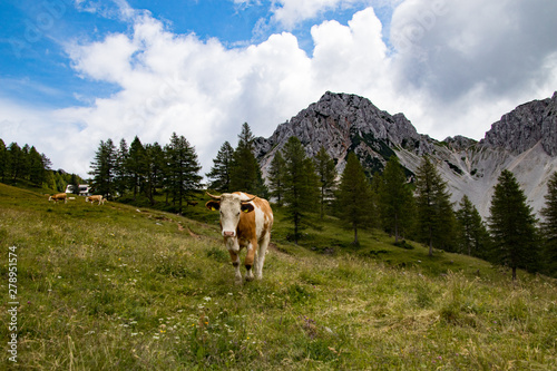 Kühe auf einer Hochalm © Harald Florian