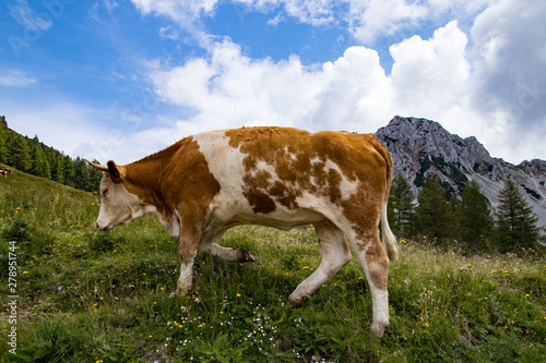 Kühe auf einer Hochalm © Harald Florian