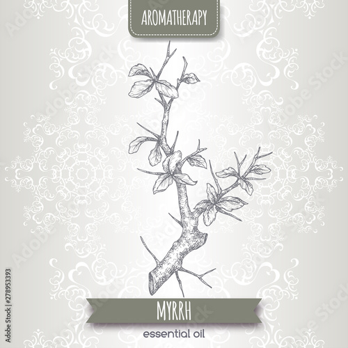 Commiphora myrrha aka common myrrh sketch on elegant lace background. photo