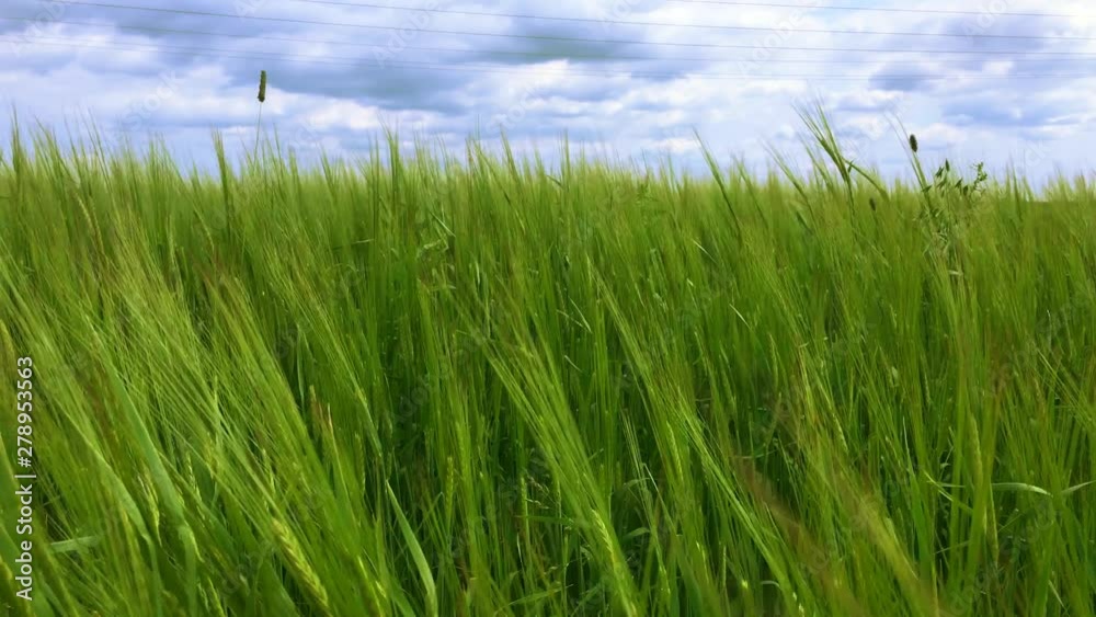 The growing field of green rye. Agricultural land with crops. The growing field of green rye. Agricultural land with crops.