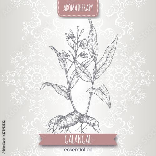 Alpinia galanga aka greater galangal sketch on elegant lace background.