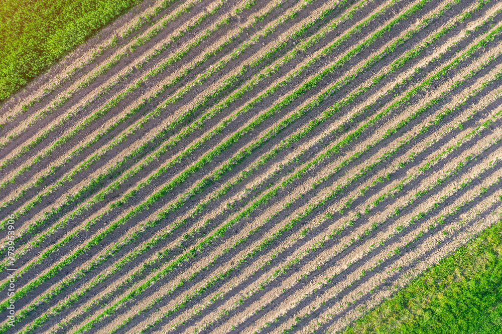 Plowed land with crop planting, aerial view from height. Plowed land with crop planting, aerial view from height.