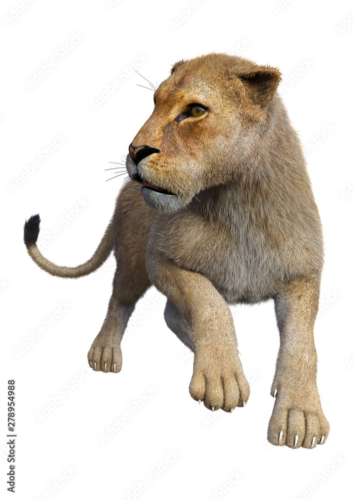 Obraz premium 3D Rendering Female Lion on White
