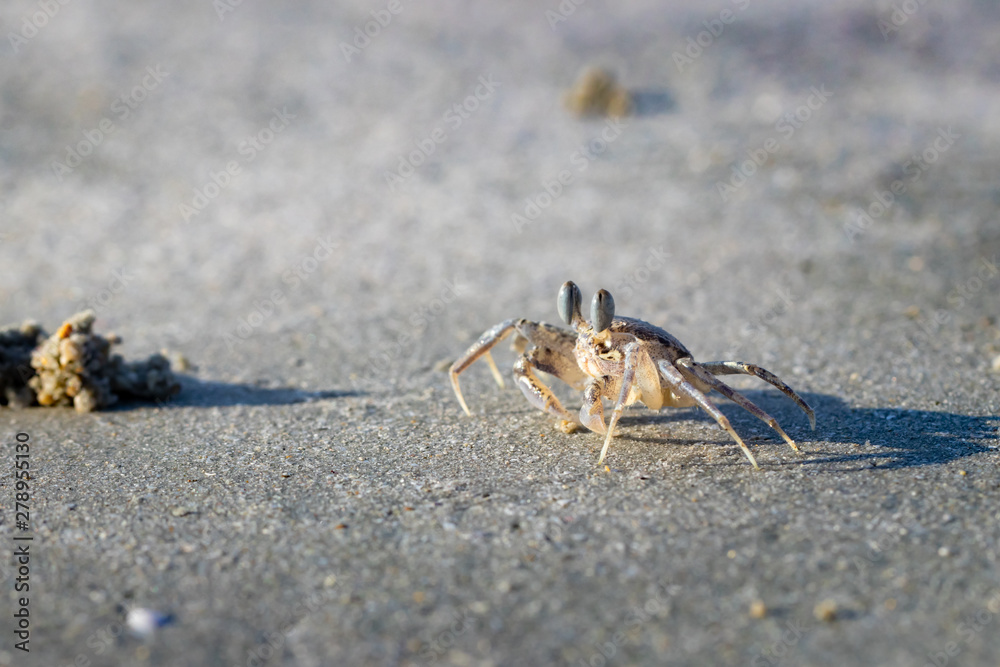 Ghost Crab (Ocypode quadrata) on a Sandy Beach Ghost Crab (Ocypode quadrata) on a Sandy Beach