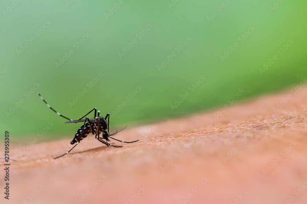 Aedes aegypti Mosquito. Close up a Mosquito sucking human blood, Aedes aegypti Mosquito. Close up a Mosquito sucking human blood,