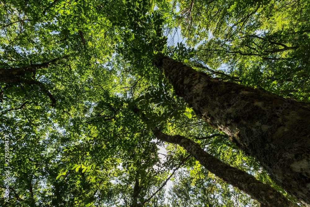 Fototapeta premium Trees in a Forest