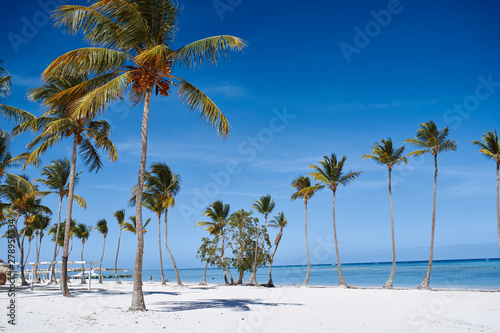 palm tree on the beach © SHOTPRIME STUDIO