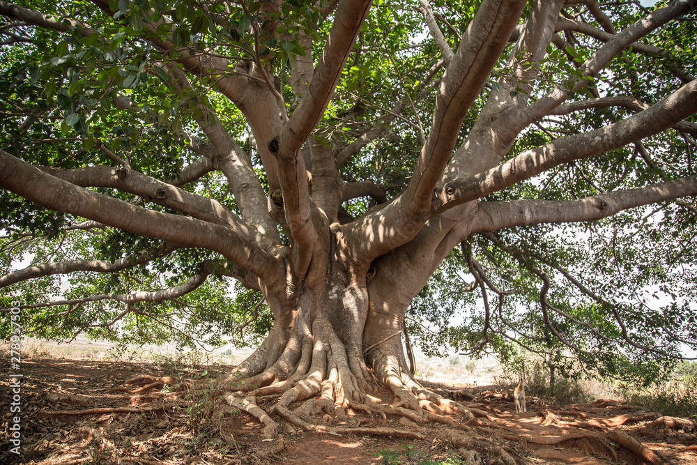 A giant tree near Inle Lake, Myanmar. A giant tree near Inle Lake, Myanmar.