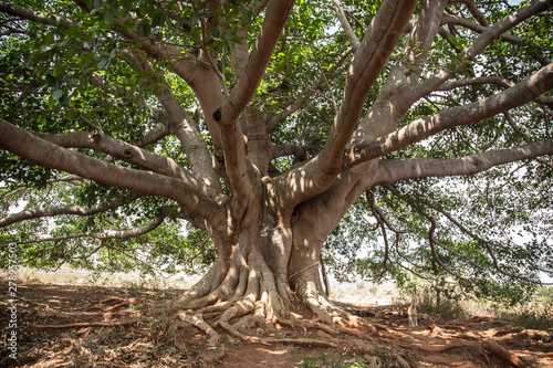 A giant tree near Inle Lake, Myanmar. © unai