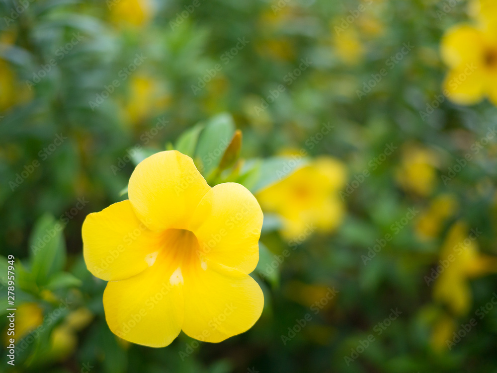 Yellow Flower that call ChuanChom Flower in Thailand Country Yellow Flower that call ChuanChom Flower in Thailand Country