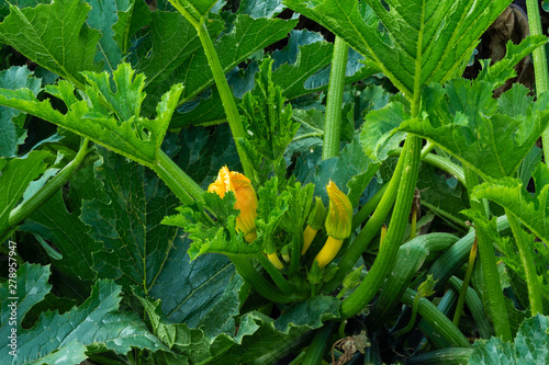 Zucchinipflanze mit Blüten photo