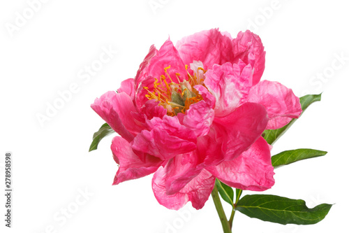 Bright pink peony isolated on white background.