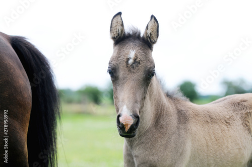 brown horse foal standing and looking on pasture