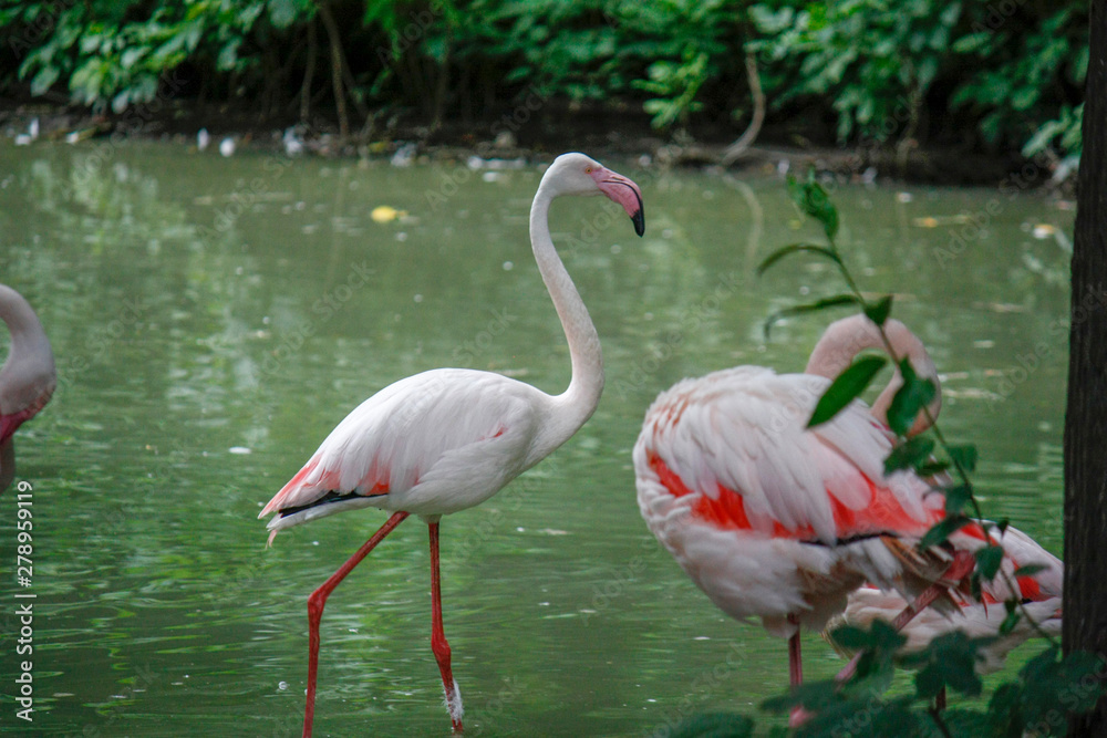 Close up of a pink flamingo bird on dark green background