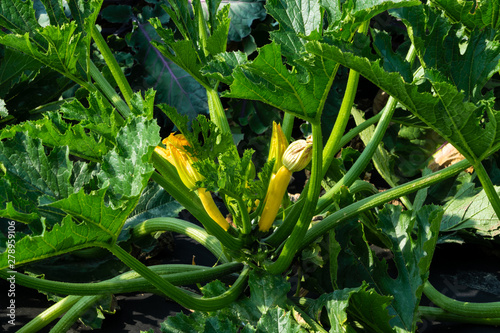 Zucchinipflanze mit Blüten photo