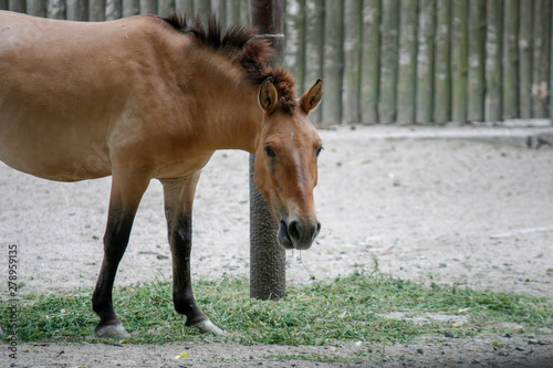 Przhevalsky's horse, also called a Mongolian wild horse or a Dzungarian horse, chews hay and looks into the camera