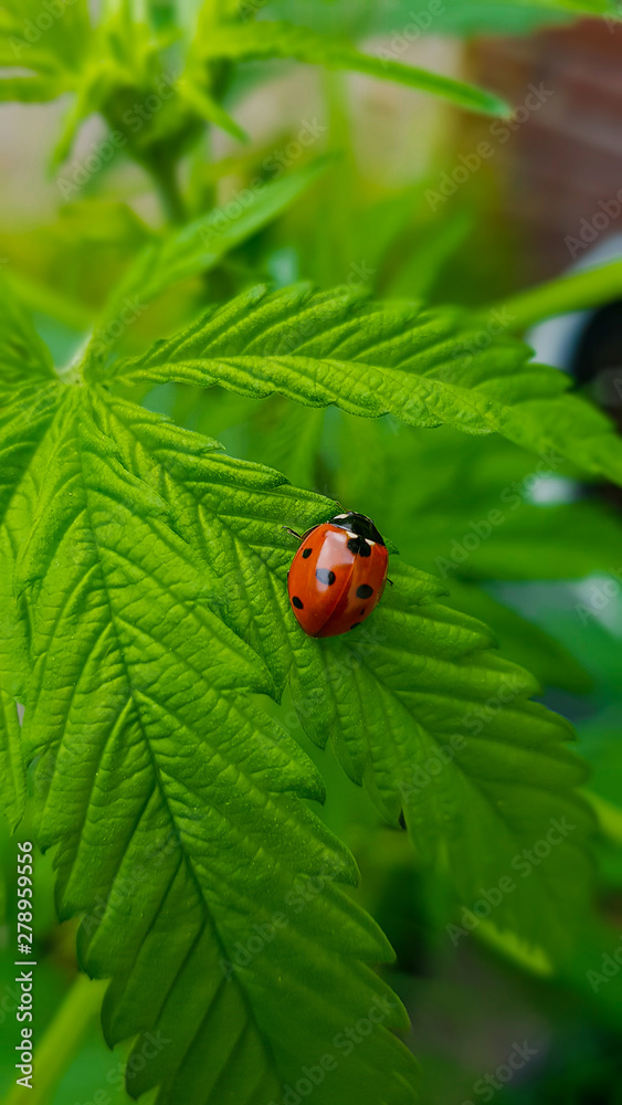 Beautiful ladybug macro contrasting with big, green cannabis leaf Beautiful ladybug macro contrasting with big, green cannabis leaf