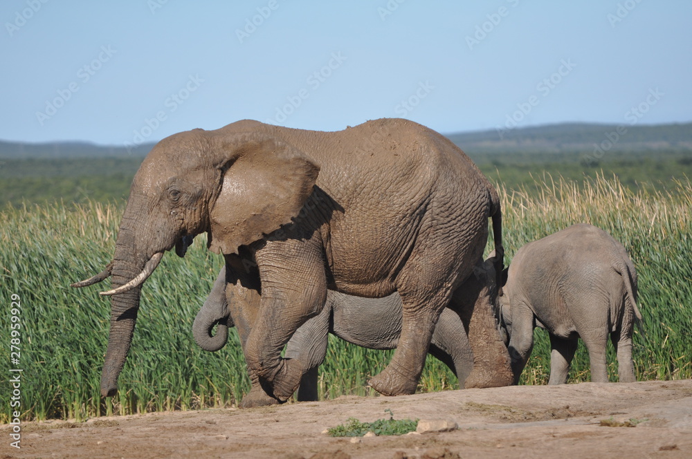 Fototapeta premium elephant in addo south africa