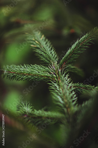 needles. Christmas tree. Macro twig Christmas tree