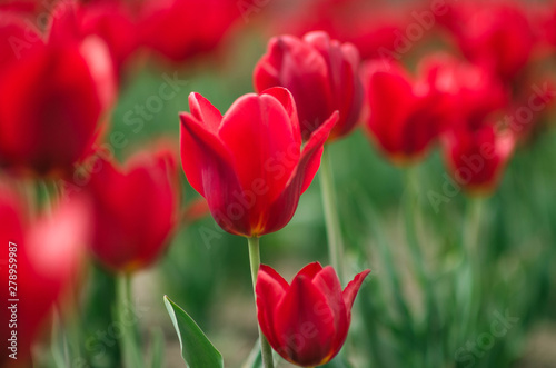 incredibly beautiful tulips. field of tulips. Beautiful spring flowers. March 8  mother s day. Celebration . Blooming garden