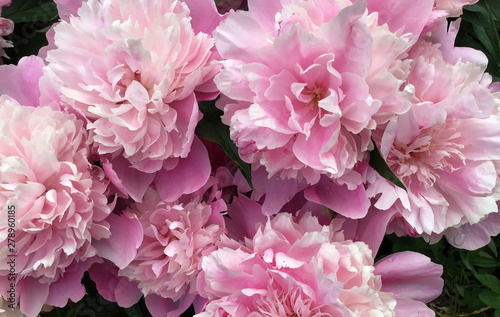 bouquet of pink peonies, top view.
