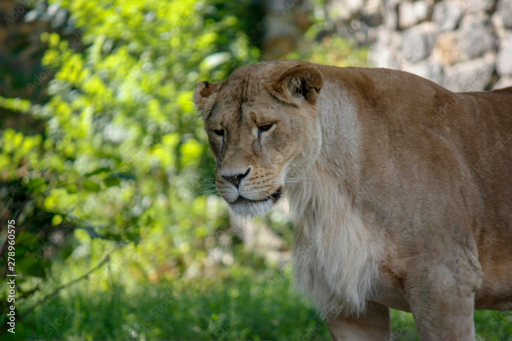 Fototapeta premium Portrait of a lioness resting in a relaxing pose on a sunny day