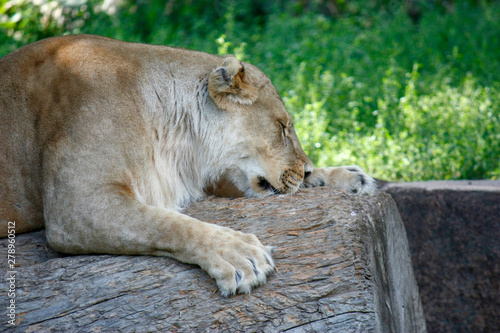 Portrait of a lioness resting in a relaxing pose on a sunny day