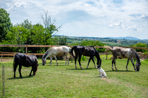 Dog and horses