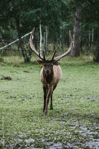 deer with big horns in the rain in a clearing in front of the forest