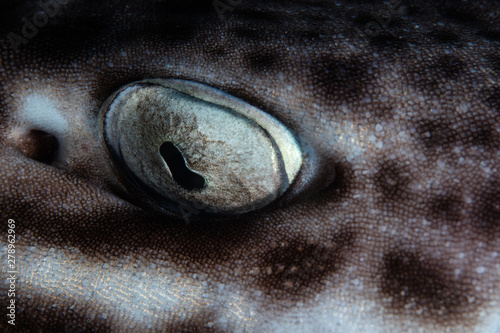 Detail of the eye of a nocturnal Coral Cat shark, Atelomycterus marmoratus, as it lies on a shallow coral reef in Komodo National Park, Indonesia.  photo