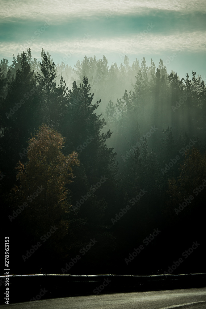 Naklejka premium mystical morning mist over the forest at sunrise