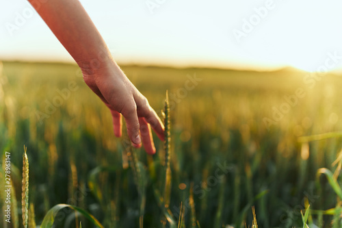 wheat in hands © SHOTPRIME STUDIO