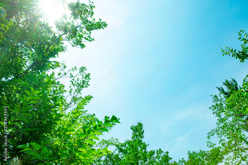 Obraz premium 青空と新緑の背景素材