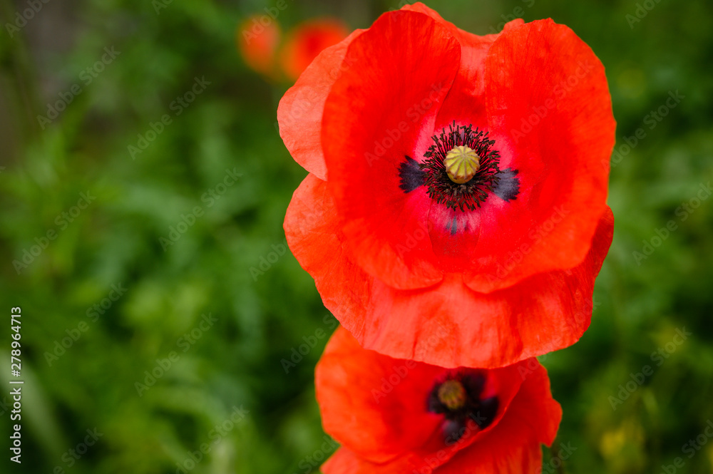 Close-up of Red Poppy, a popular delicate flower found in wildflower gardens in England Close-up of Red Poppy, a popular delicate flower found in wildflower gardens in England