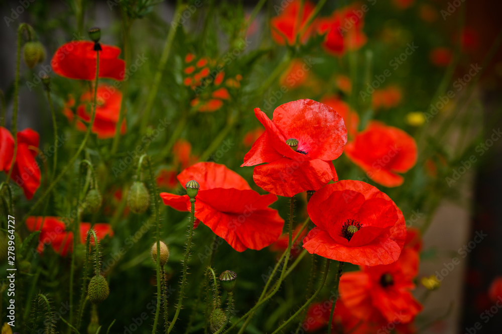 Red Poppies in Wildflower Garden, a popular delicate flower found in wildflower gardens in England Red Poppies in Wildflower Garden, a popular delicate flower found in wildflower gardens in England