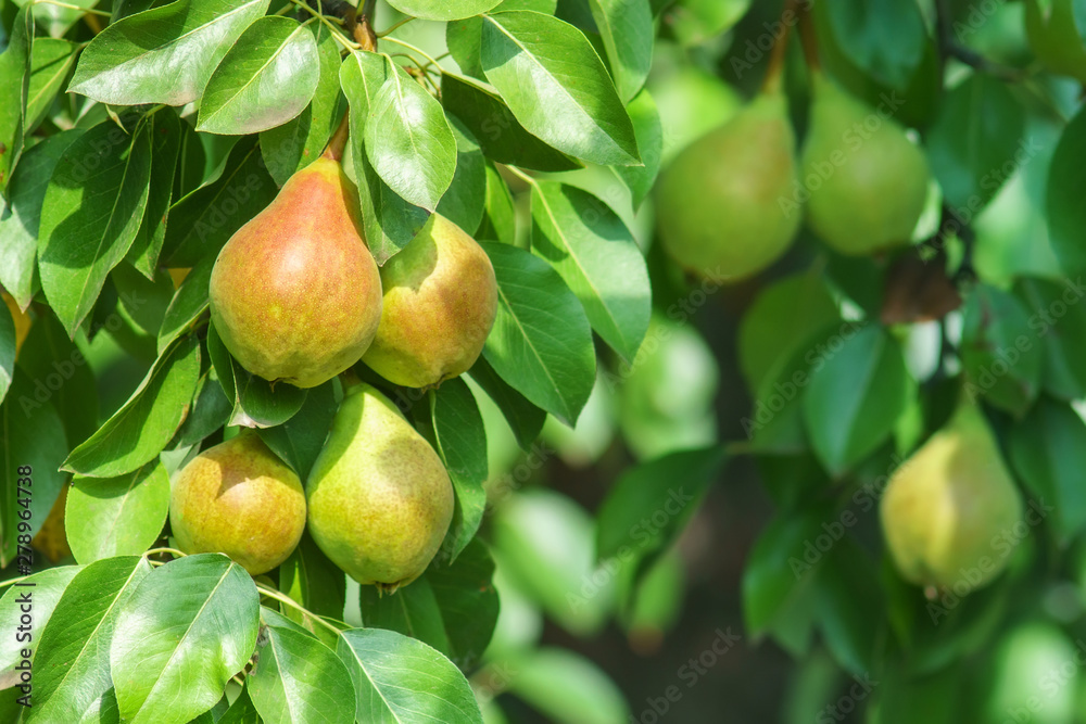 ripe pears on a tree branch harvest season ripe pears on a tree branch harvest season