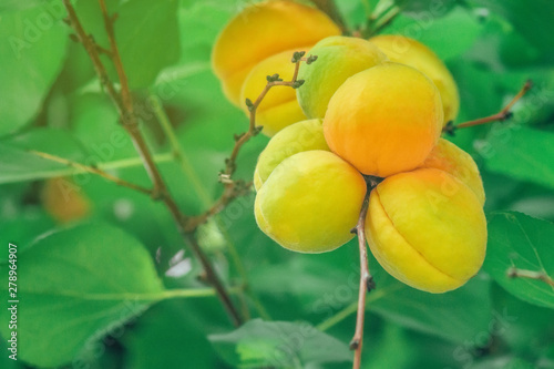 ripe apricots on a tree close-up