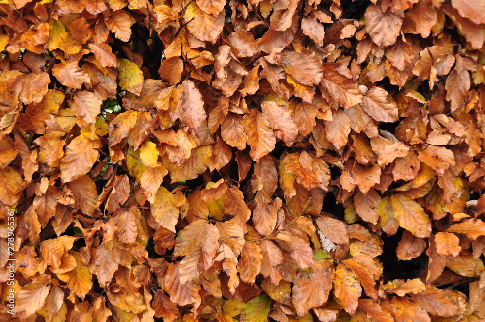 Herbstlaub Herbstlaub